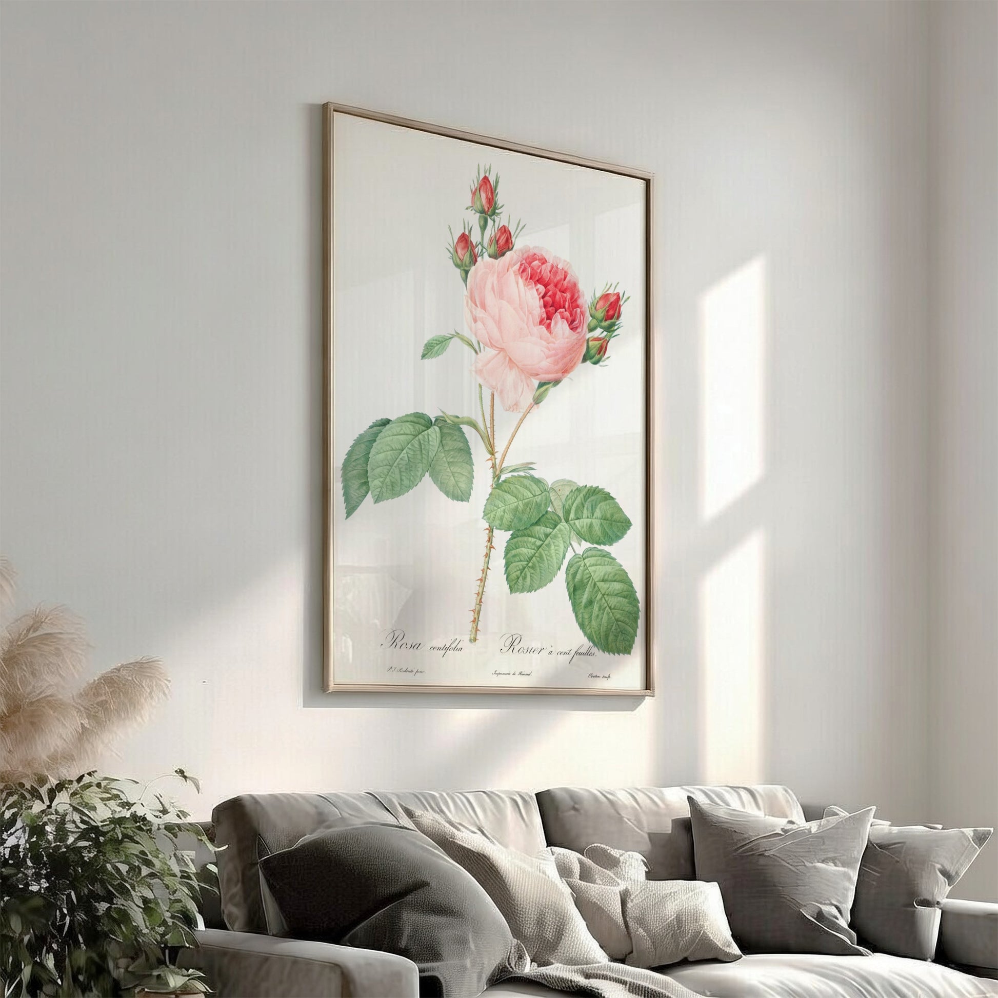 Cabbage Rose art poster featuring a detailed vintage botanical illustration of a pink rose and buds.
