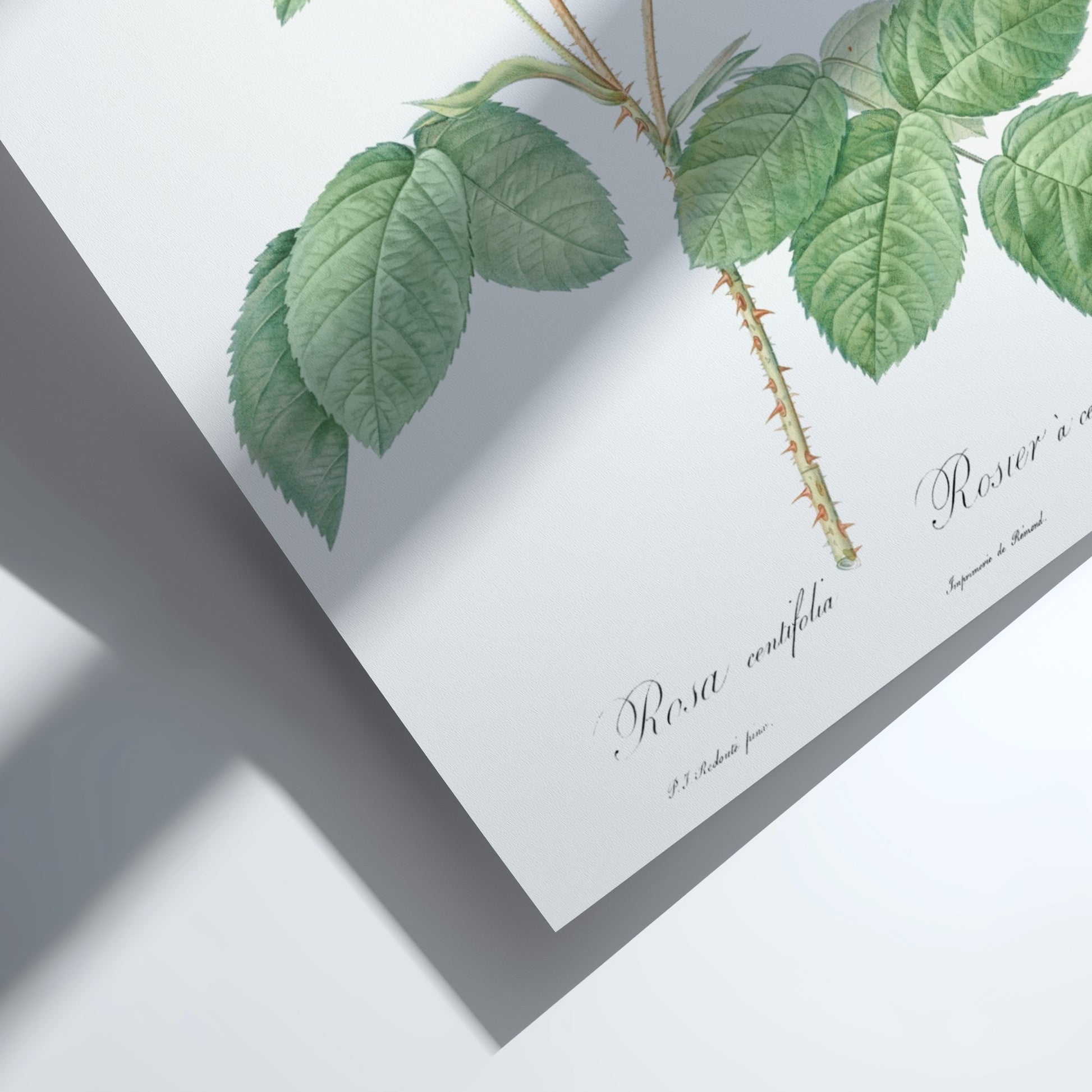 Cabbage Rose art poster featuring a detailed vintage botanical illustration of a pink rose and buds.