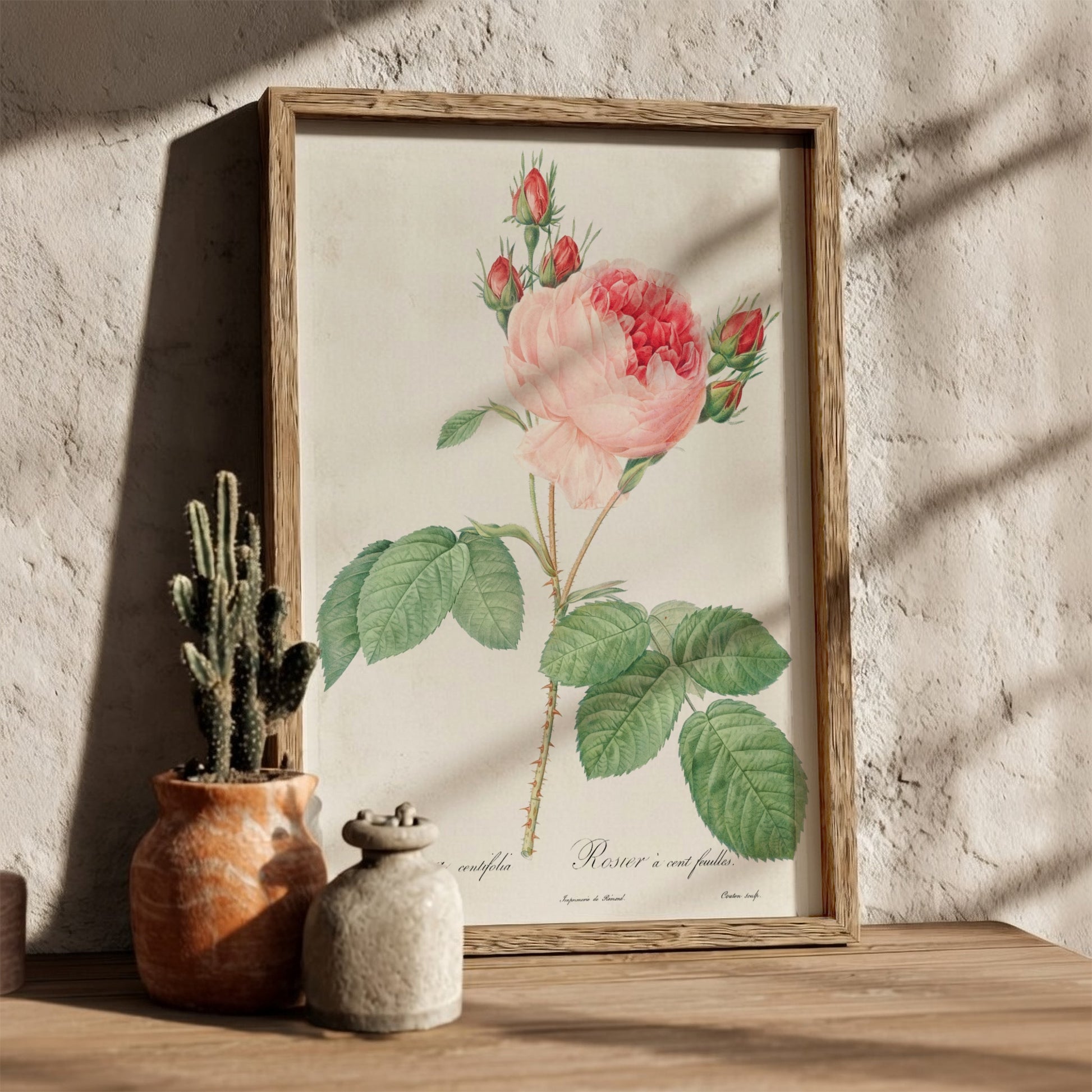 Cabbage Rose art poster featuring a detailed vintage botanical illustration of a pink rose and buds.