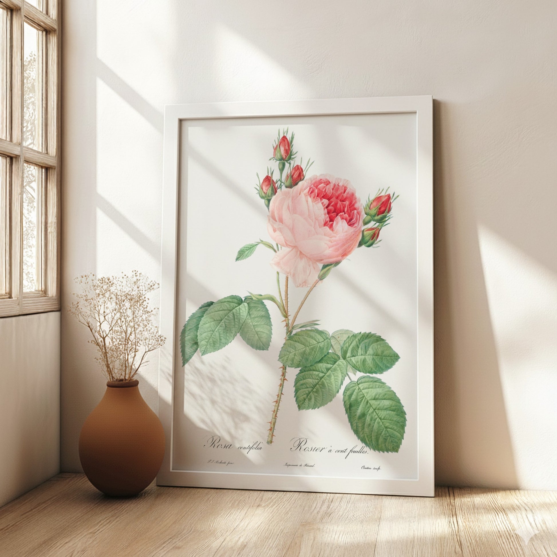 Cabbage Rose art poster featuring a detailed vintage botanical illustration of a pink rose and buds.