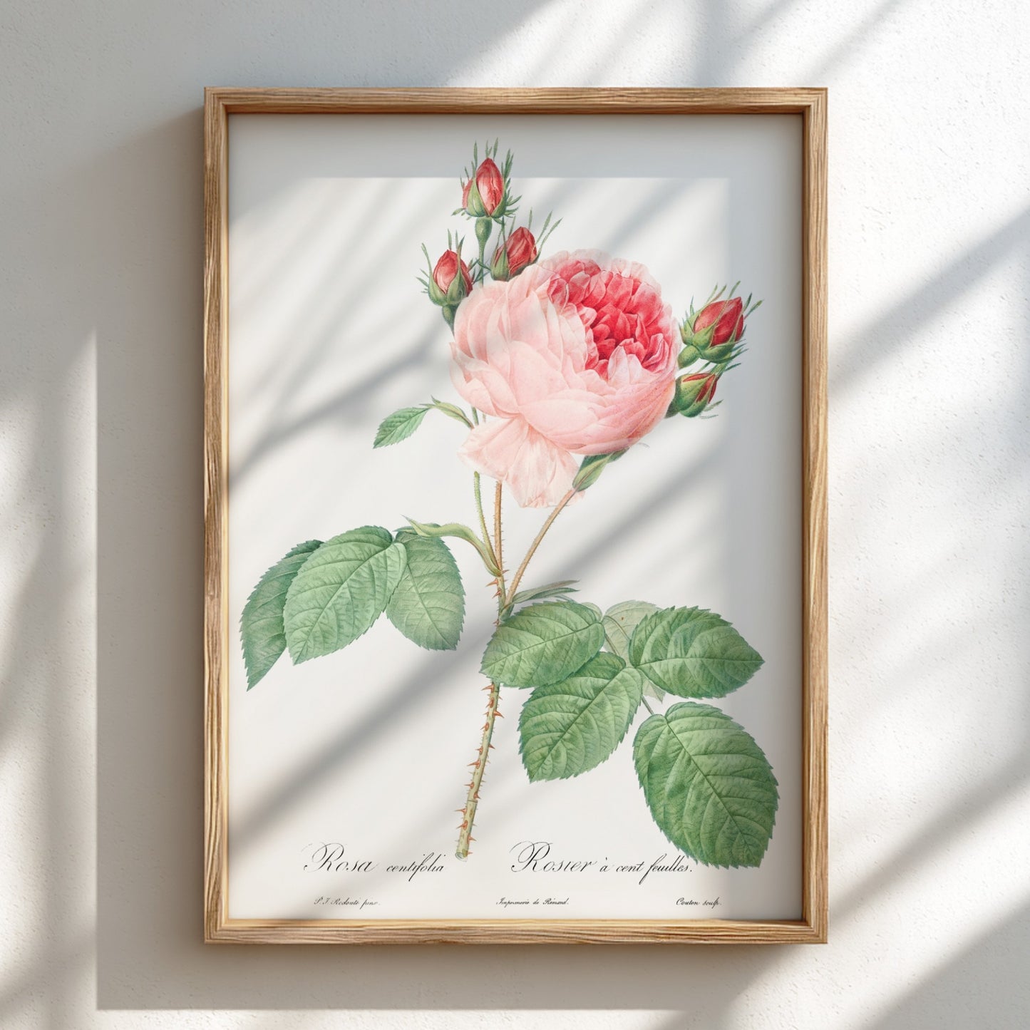 Cabbage Rose art poster featuring a detailed vintage botanical illustration of a pink rose and buds.