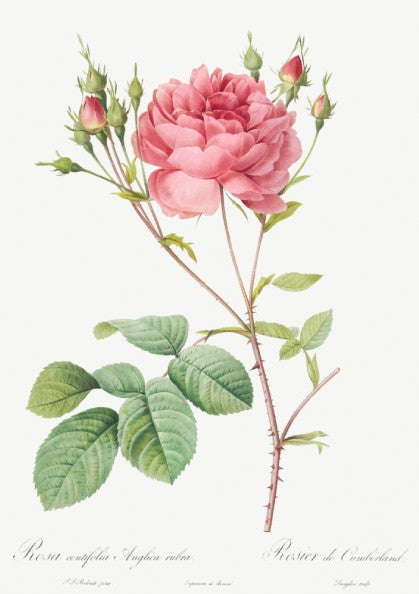 Vintage botanical art poster of a pink Cumberland Rose with buds and green leaves by Pierre-Joseph Redouté.