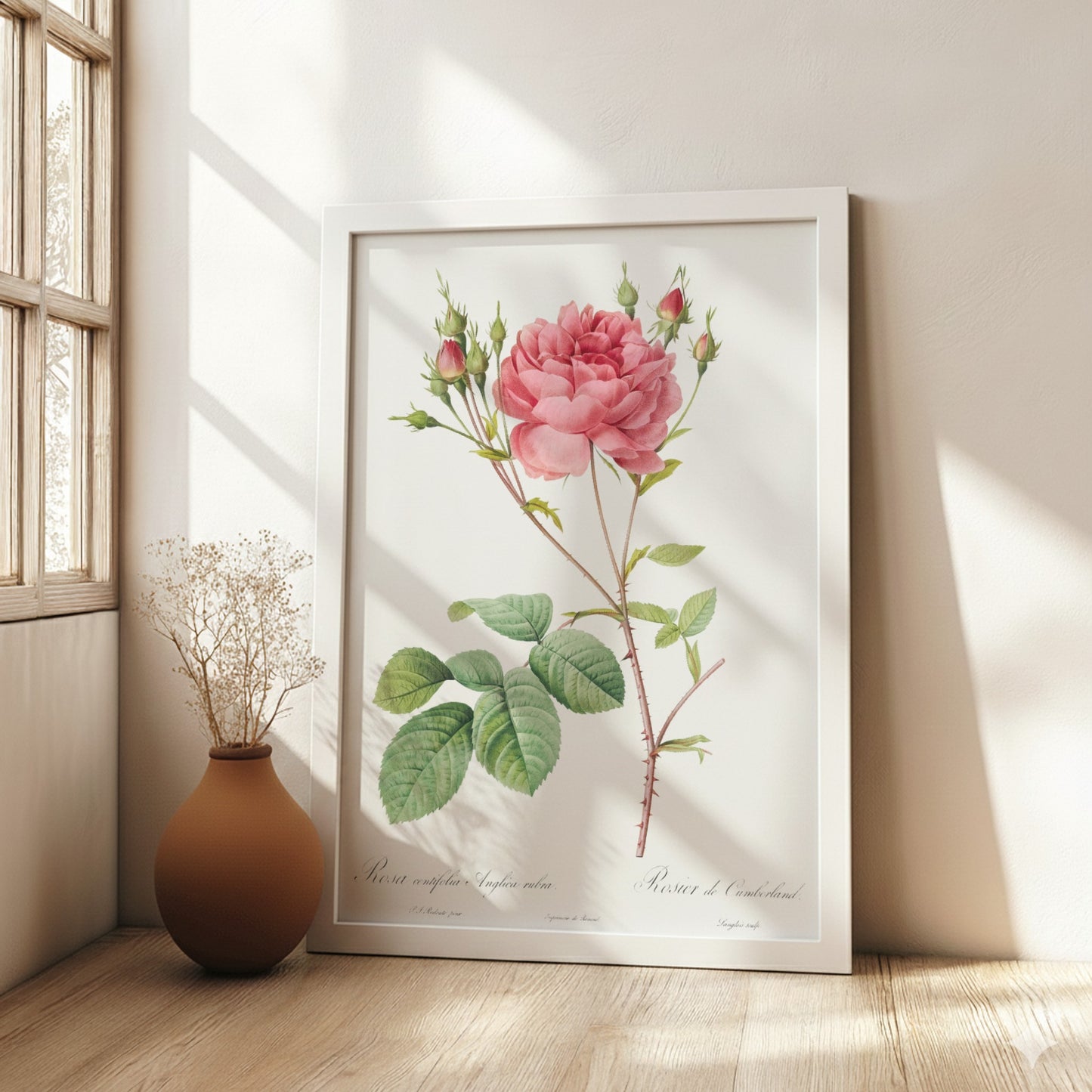Vintage botanical art poster of a pink Cumberland Rose with buds and green leaves by Pierre-Joseph Redouté.