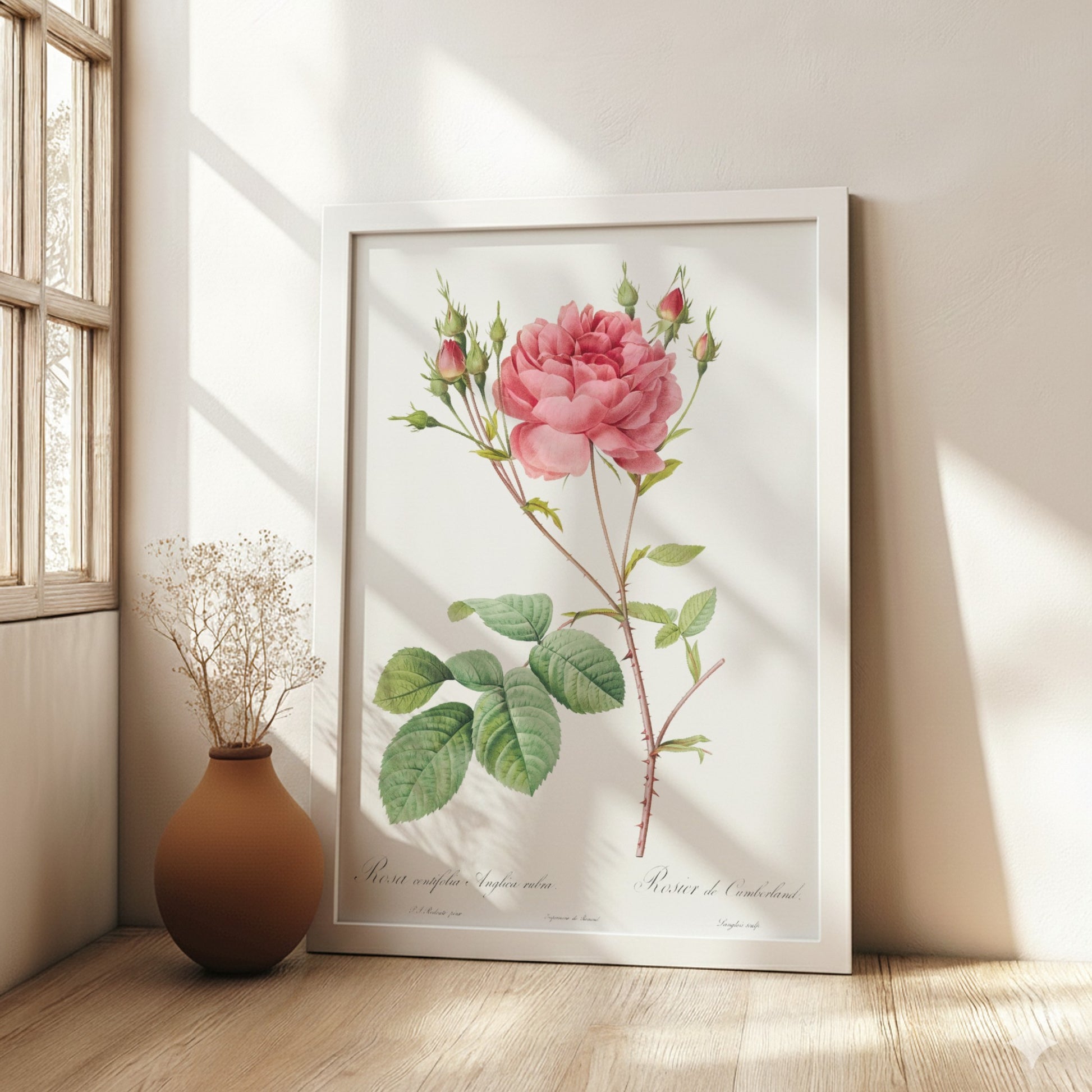Vintage botanical art poster of a pink Cumberland Rose with buds and green leaves by Pierre-Joseph Redouté.