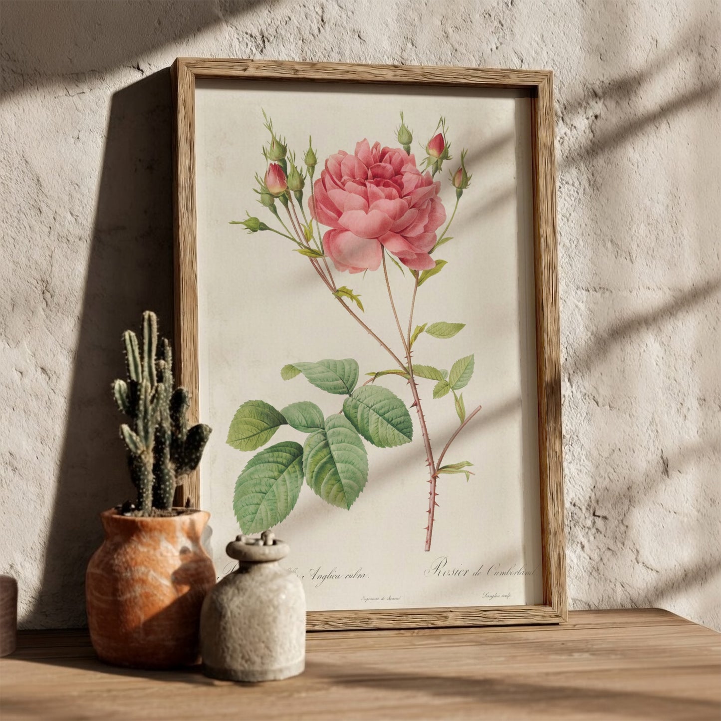 Vintage botanical art poster of a pink Cumberland Rose with buds and green leaves by Pierre-Joseph Redouté.