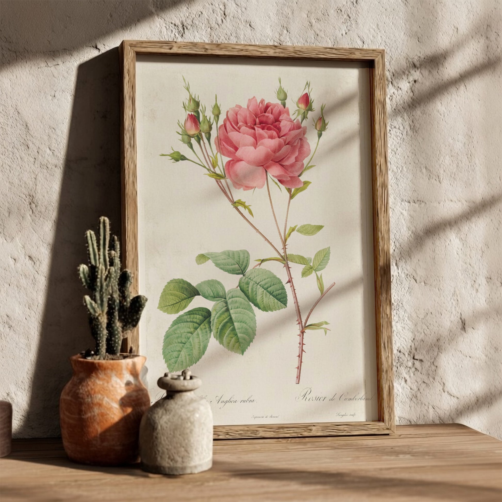 Vintage botanical art poster of a pink Cumberland Rose with buds and green leaves by Pierre-Joseph Redouté.