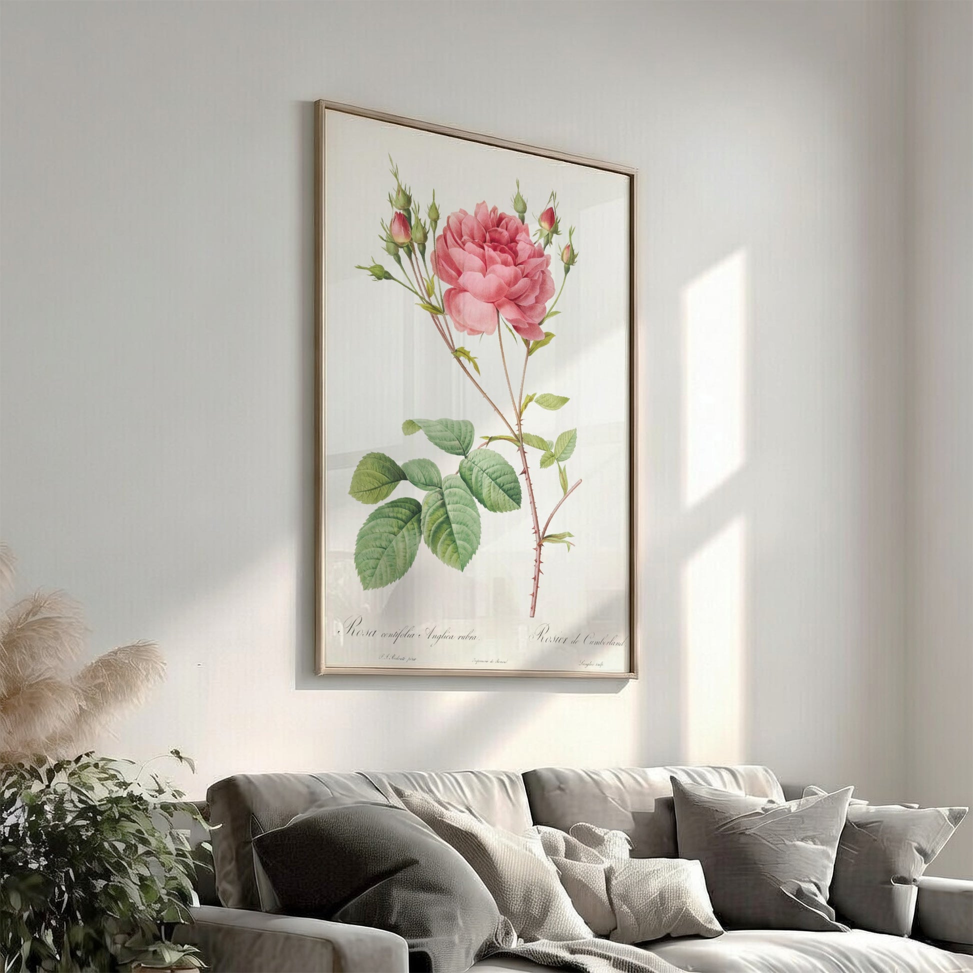 Vintage botanical art poster of a pink Cumberland Rose with buds and green leaves by Pierre-Joseph Redouté.