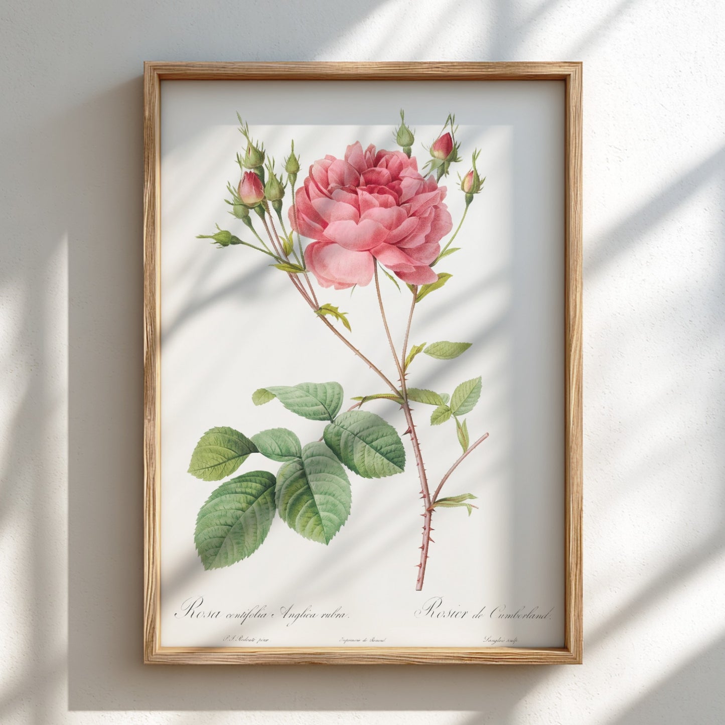 Vintage botanical art poster of a pink Cumberland Rose with buds and green leaves by Pierre-Joseph Redouté.