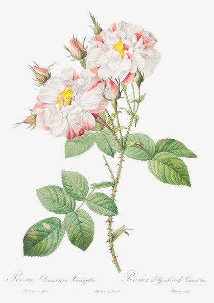 Botanical art poster of the York and Lancaster Rose by Pierre-Joseph Redouté, featuring striped pink and