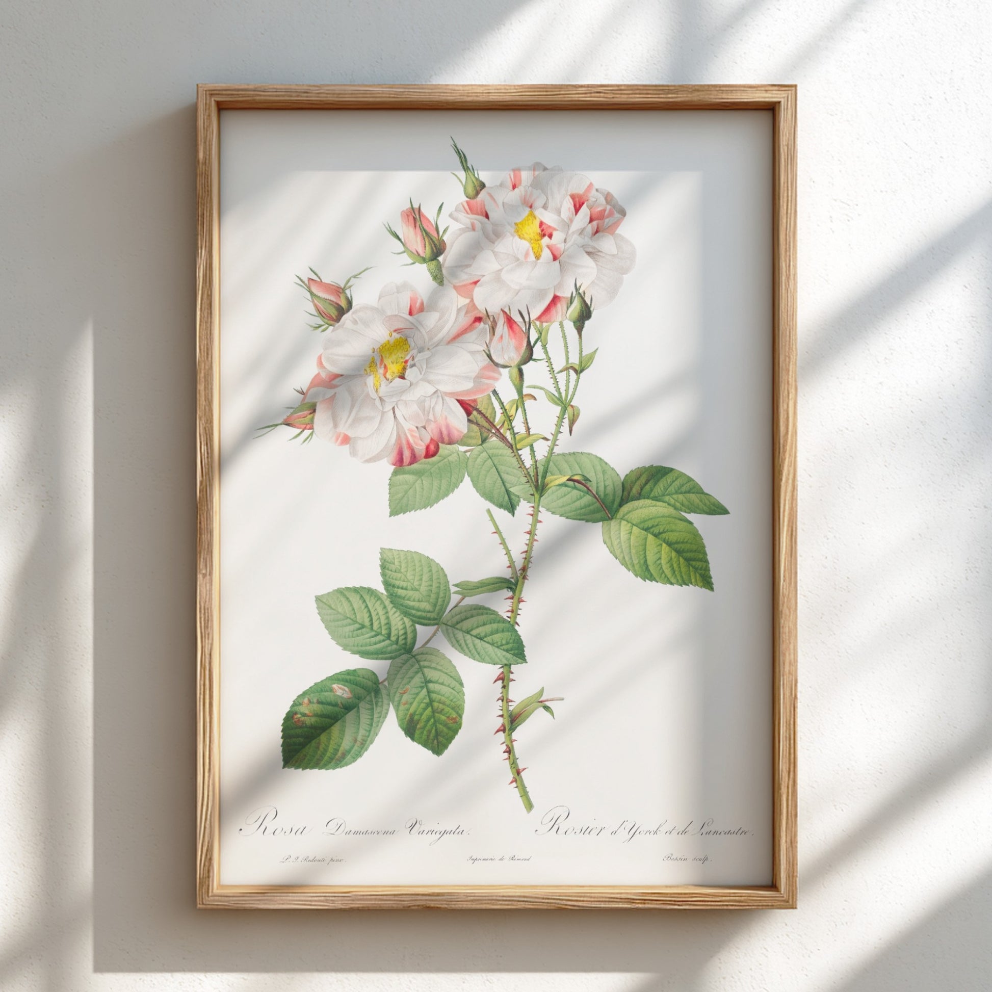Botanical art poster of the York and Lancaster Rose by Pierre-Joseph Redouté, featuring striped pink and