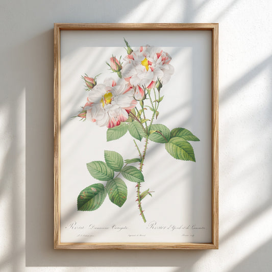 Botanical art poster of the York and Lancaster Rose by Pierre-Joseph Redouté, featuring striped pink and