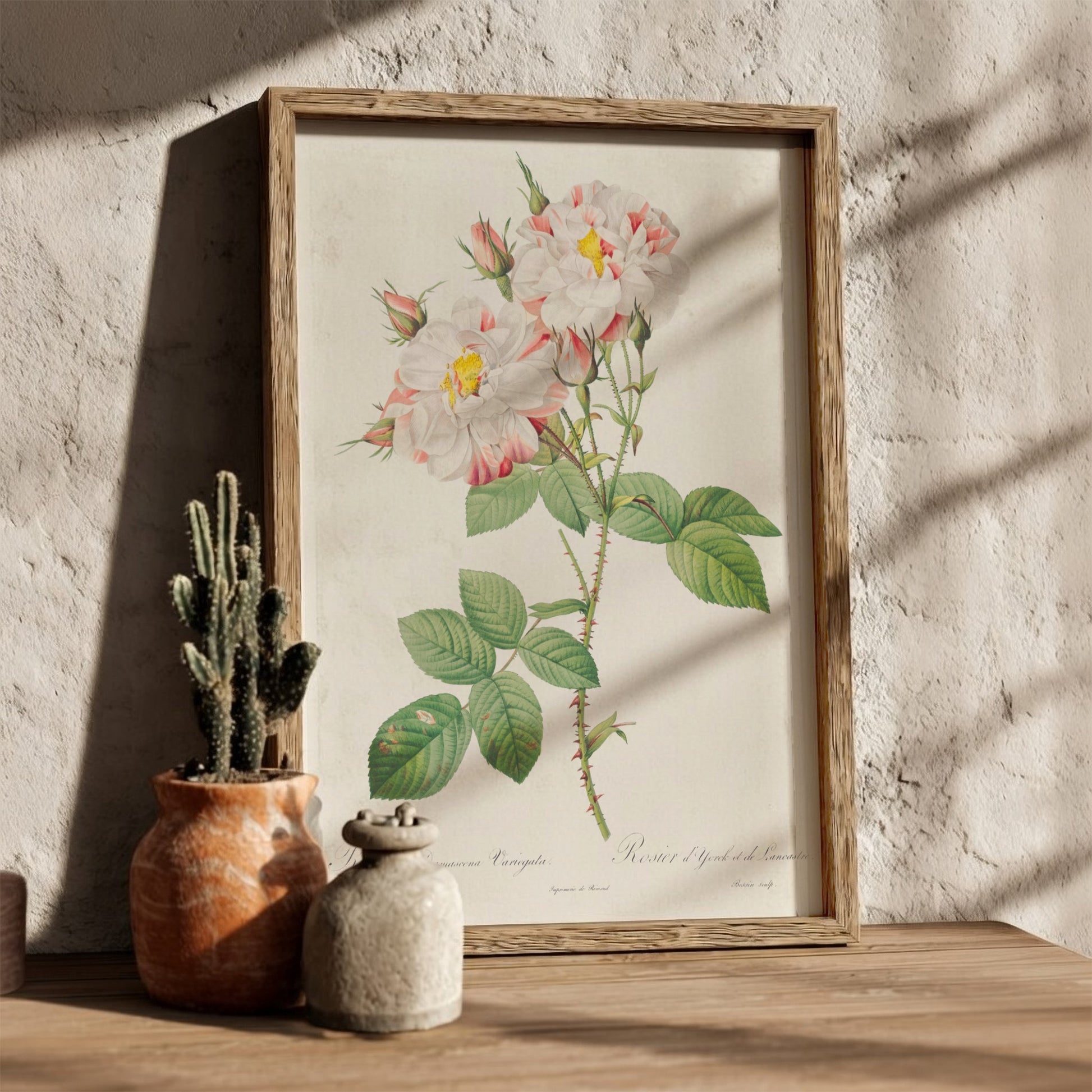 Botanical art poster of the York and Lancaster Rose by Pierre-Joseph Redouté, featuring striped pink and