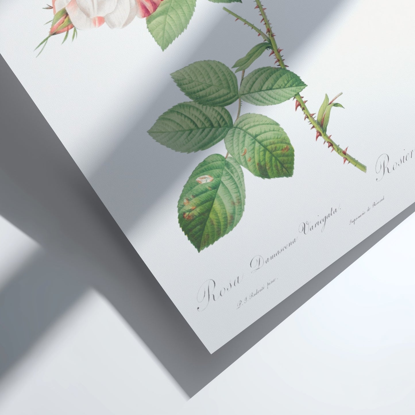 Botanical art poster of the York and Lancaster Rose by Pierre-Joseph Redouté, featuring striped pink and