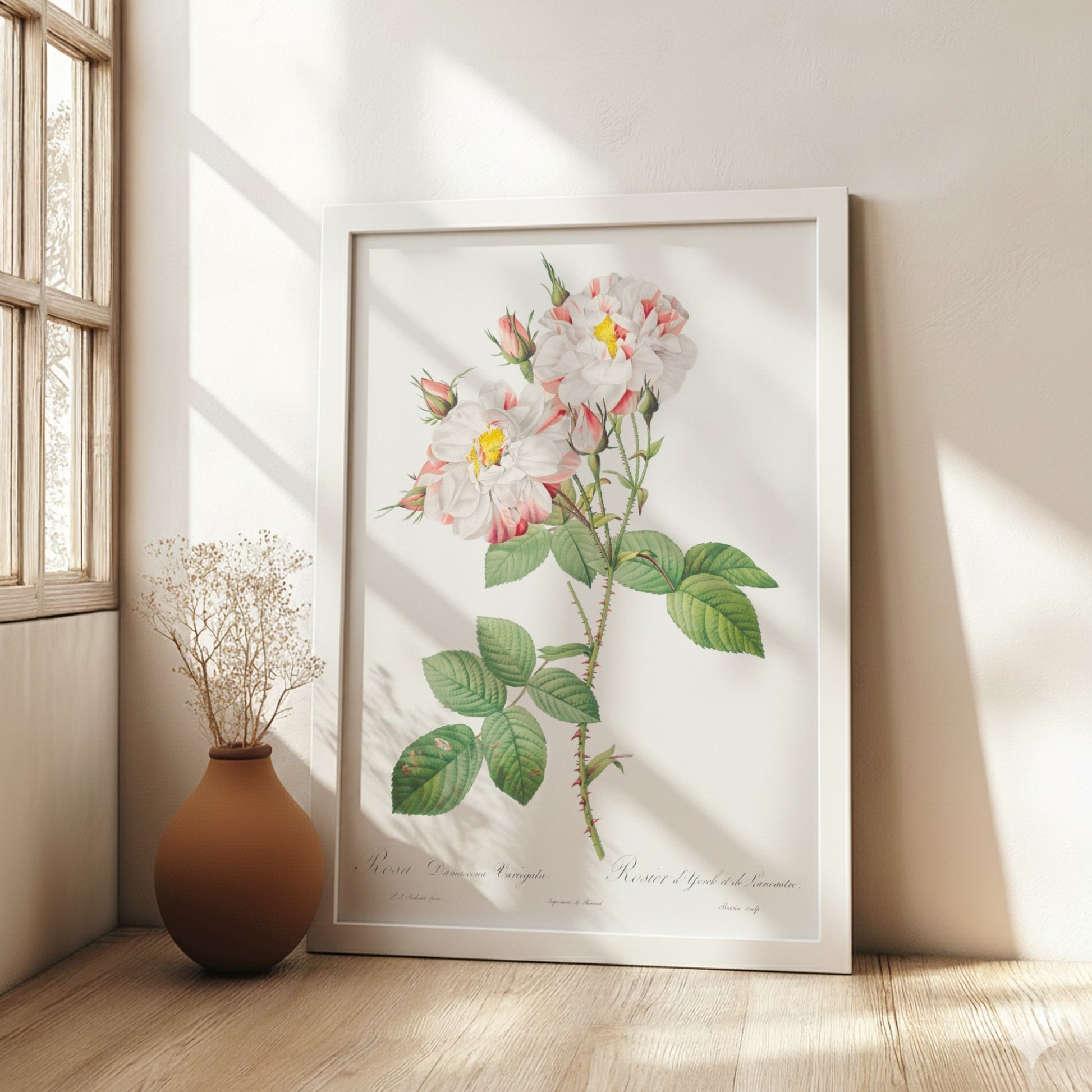 Botanical art poster of the York and Lancaster Rose by Pierre-Joseph Redouté, featuring striped pink and