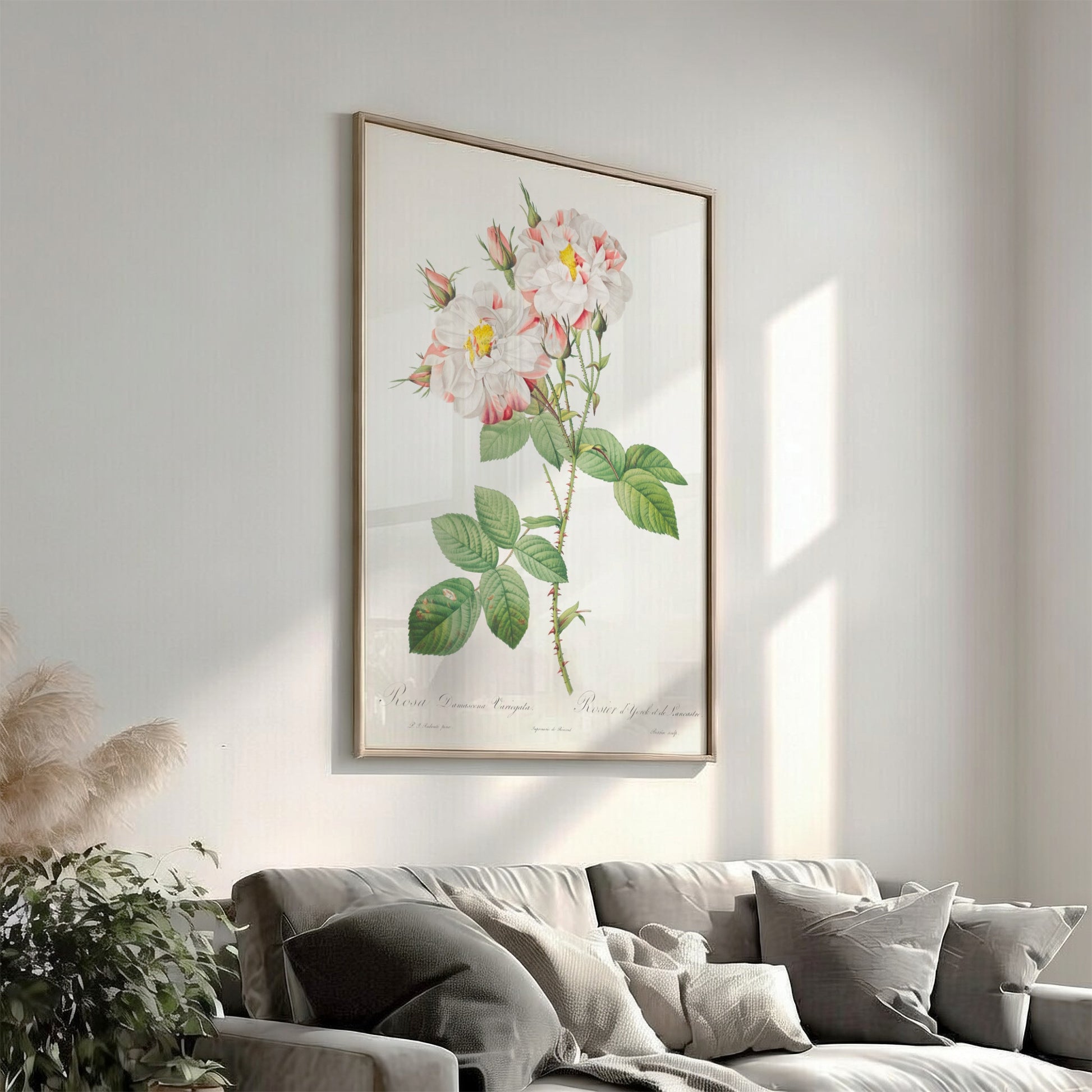 Botanical art poster of the York and Lancaster Rose by Pierre-Joseph Redouté, featuring striped pink and
