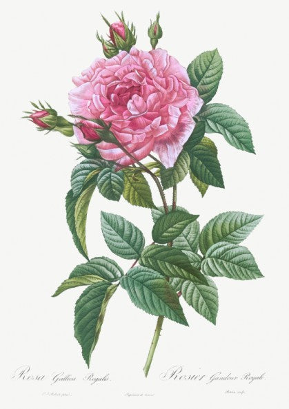 Vintage pink rose botanical art poster with green leaves and buds, in Redouté style.
