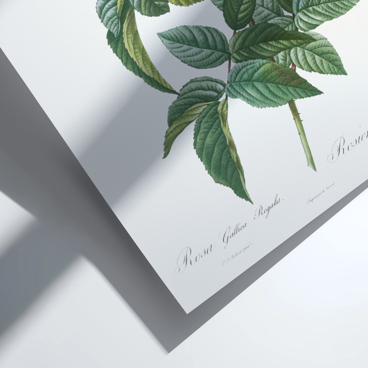Vintage pink rose botanical art poster with green leaves and buds, in Redouté style.