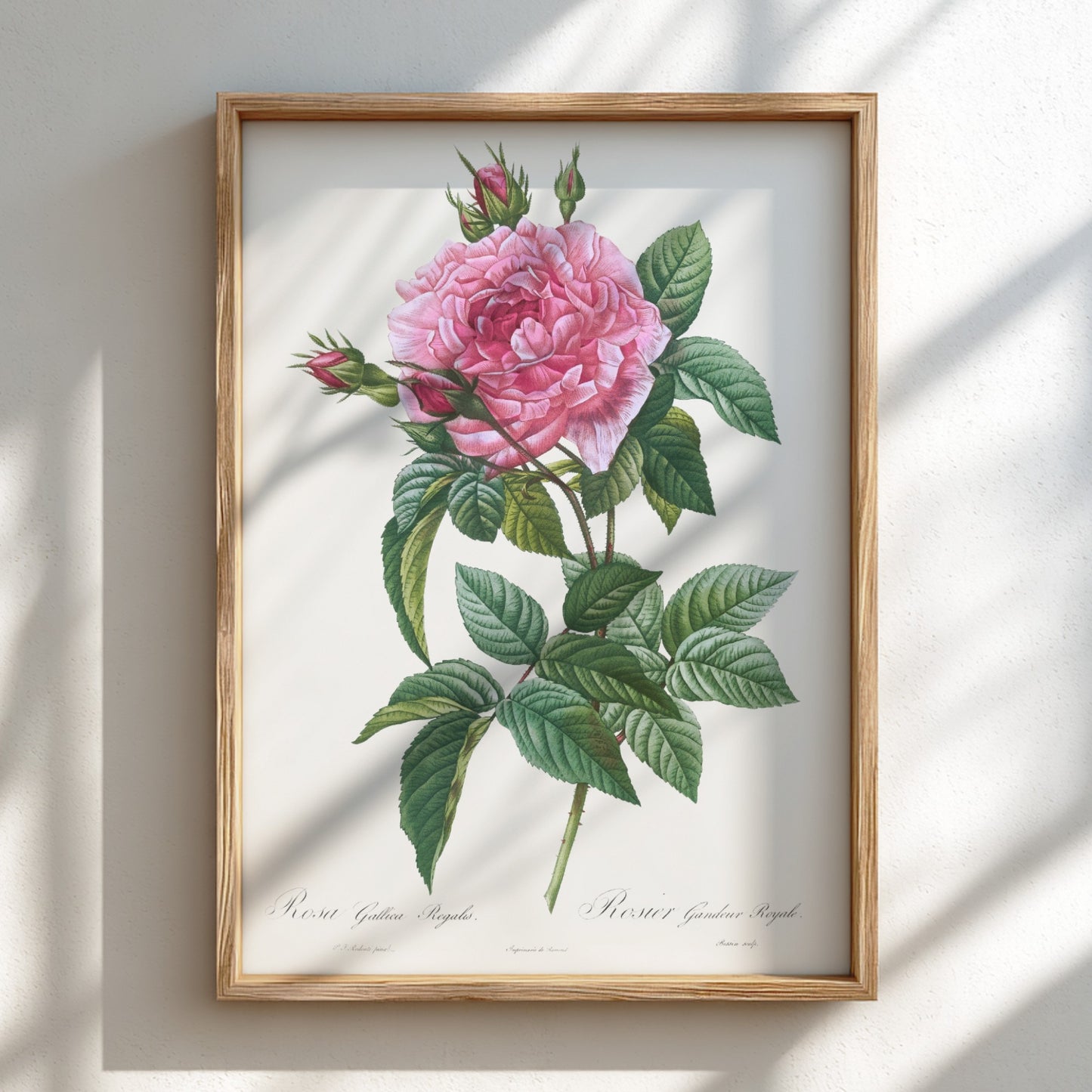 Vintage pink rose botanical art poster with green leaves and buds, in Redouté style.