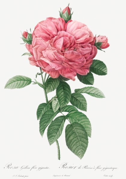 Famous art poster of a pink Giant French rose bloom by Pierre-Joseph Redouté, with green leaves.
