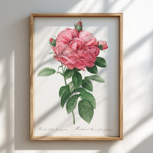 Famous art poster of a pink Giant French rose bloom by Pierre-Joseph Redouté, with green leaves.