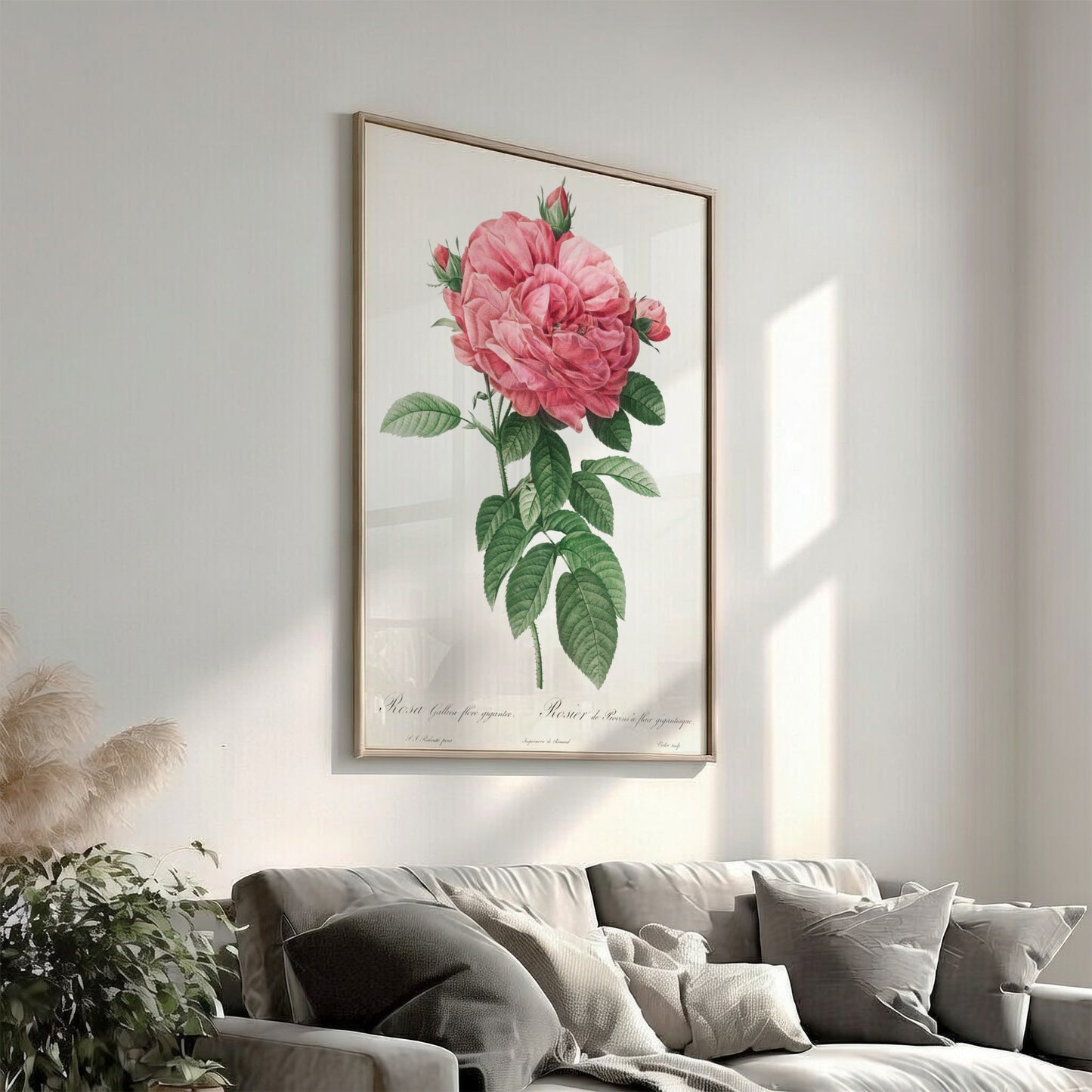 Famous art poster of a pink Giant French rose bloom by Pierre-Joseph Redouté, with green leaves.