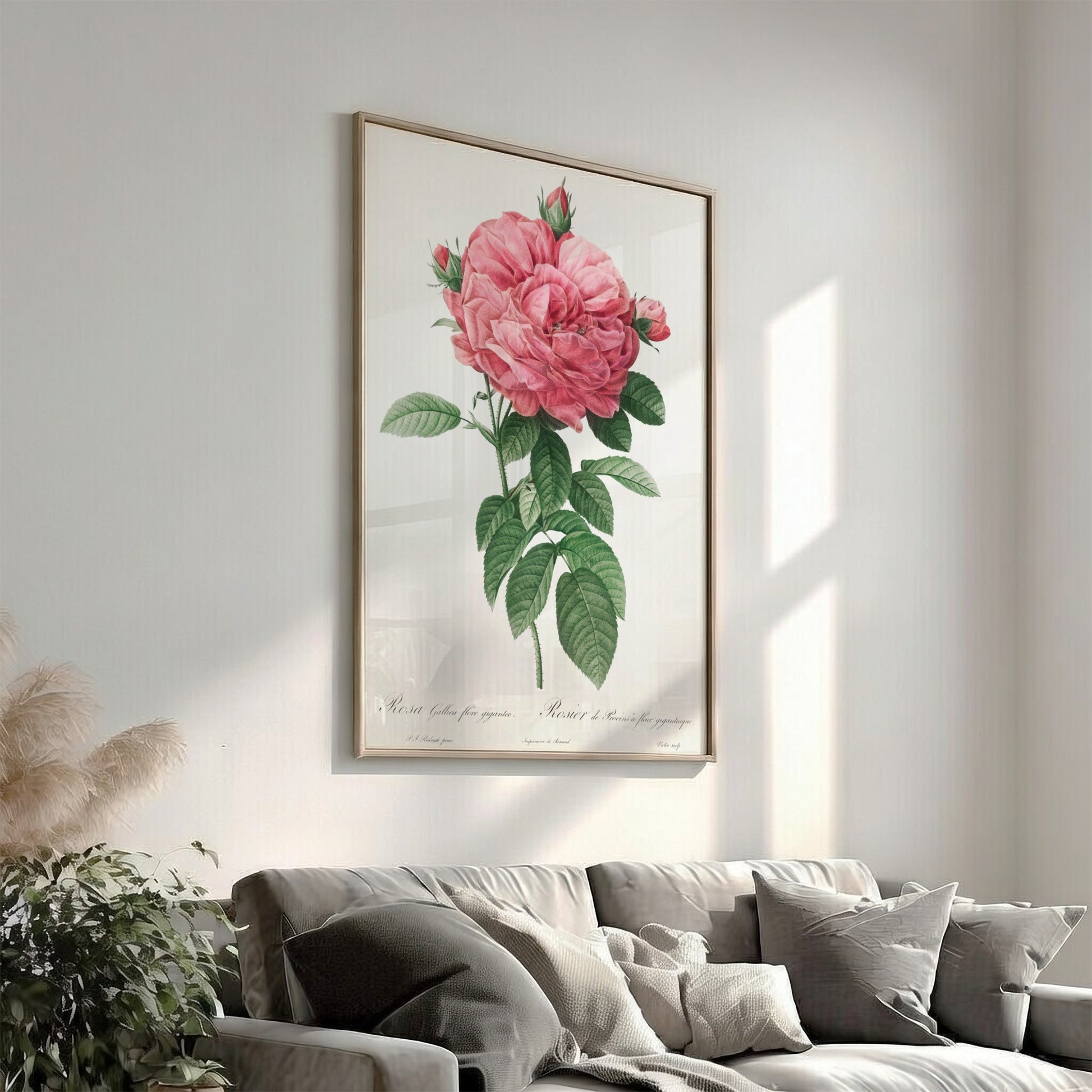 Famous art poster of a pink Giant French rose bloom by Pierre-Joseph Redouté, with green leaves.
