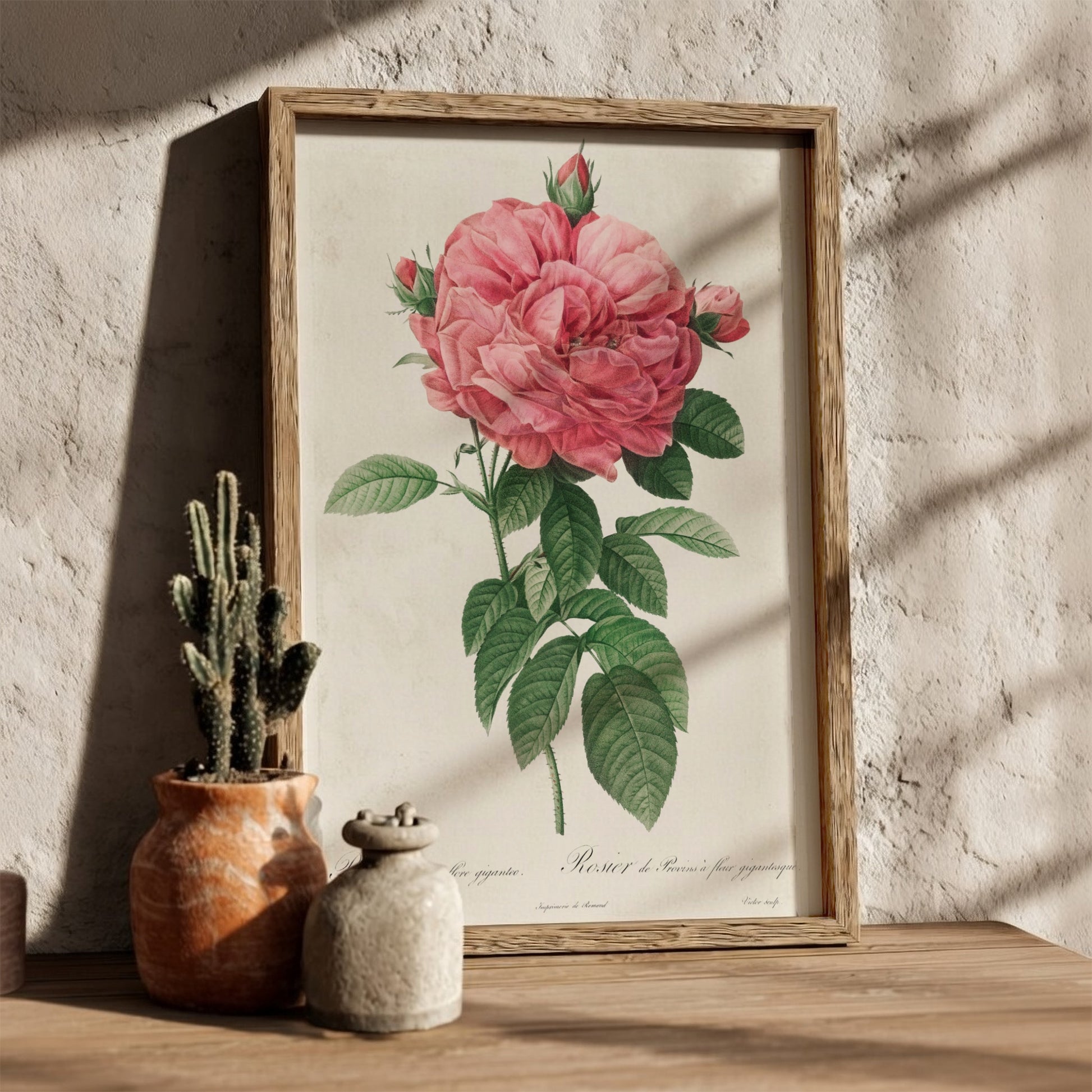 Famous art poster of a pink Giant French rose bloom by Pierre-Joseph Redouté, with green leaves.