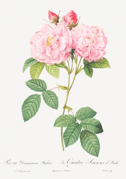 Vintage botanical art poster of a pink Italian Damask Rose by Pierre-Joseph Redouté.
