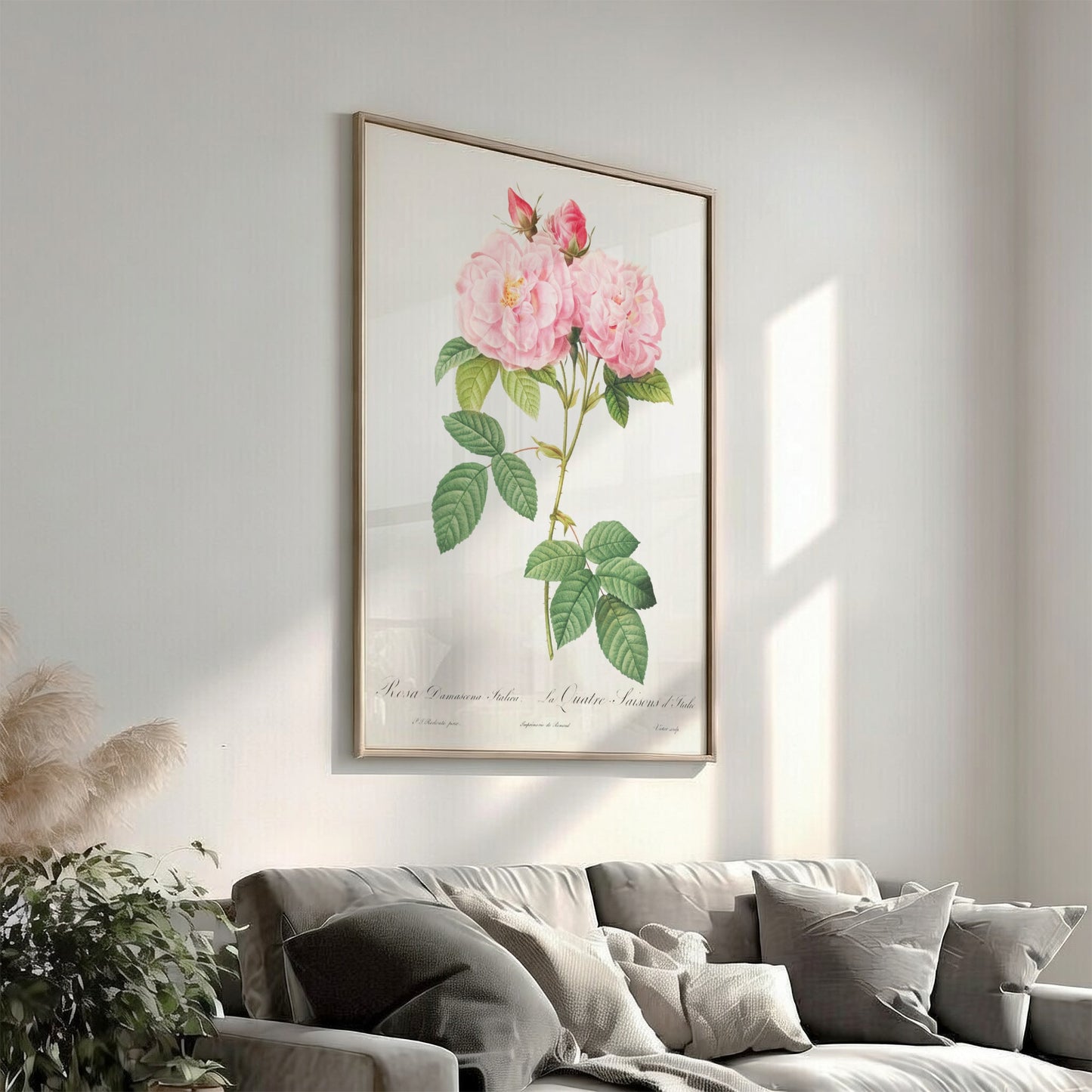 Vintage botanical art poster of a pink Italian Damask Rose by Pierre-Joseph Redouté.