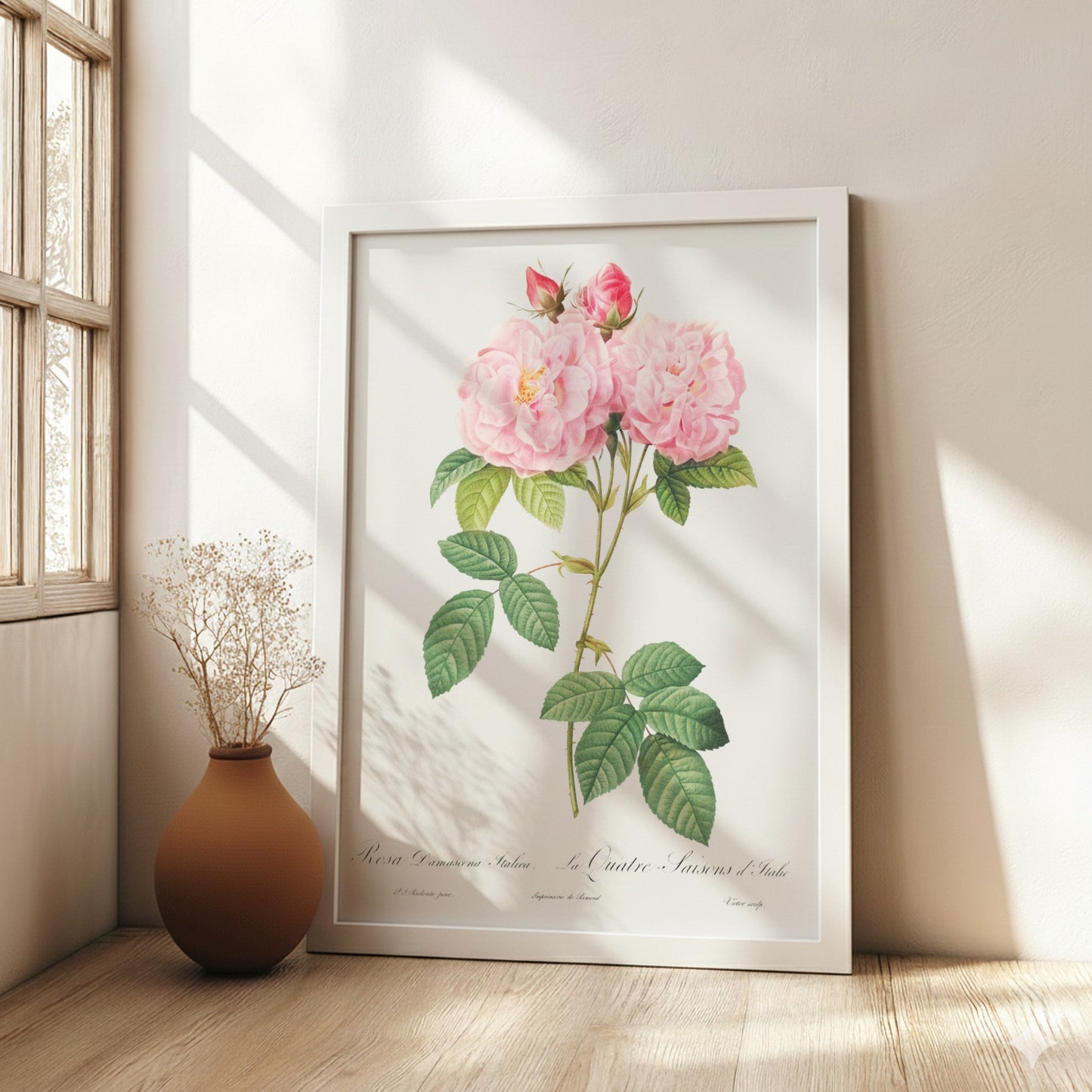 Vintage botanical art poster of a pink Italian Damask Rose by Pierre-Joseph Redouté.