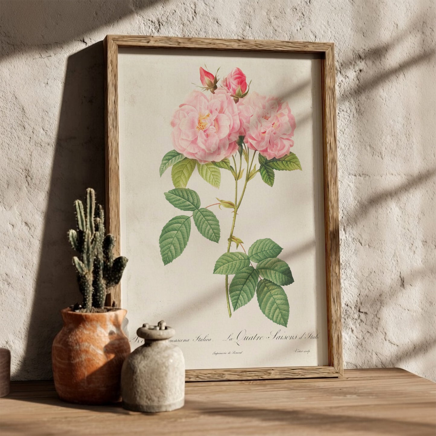 Vintage botanical art poster of a pink Italian Damask Rose by Pierre-Joseph Redouté.