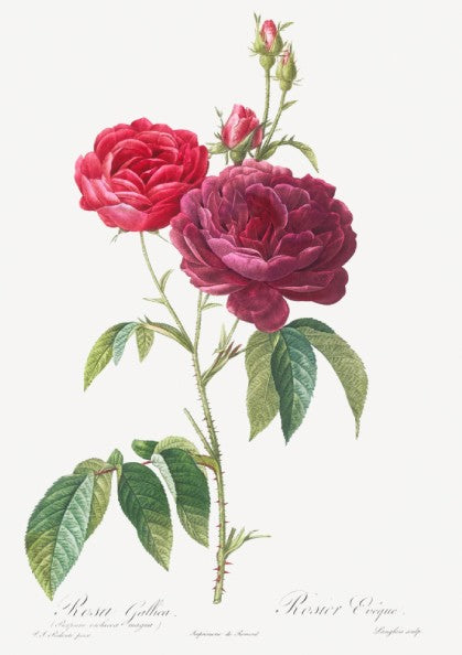 French Rose botanical art poster featuring a detailed illustration of red and purple roses by Pierre-Joseph