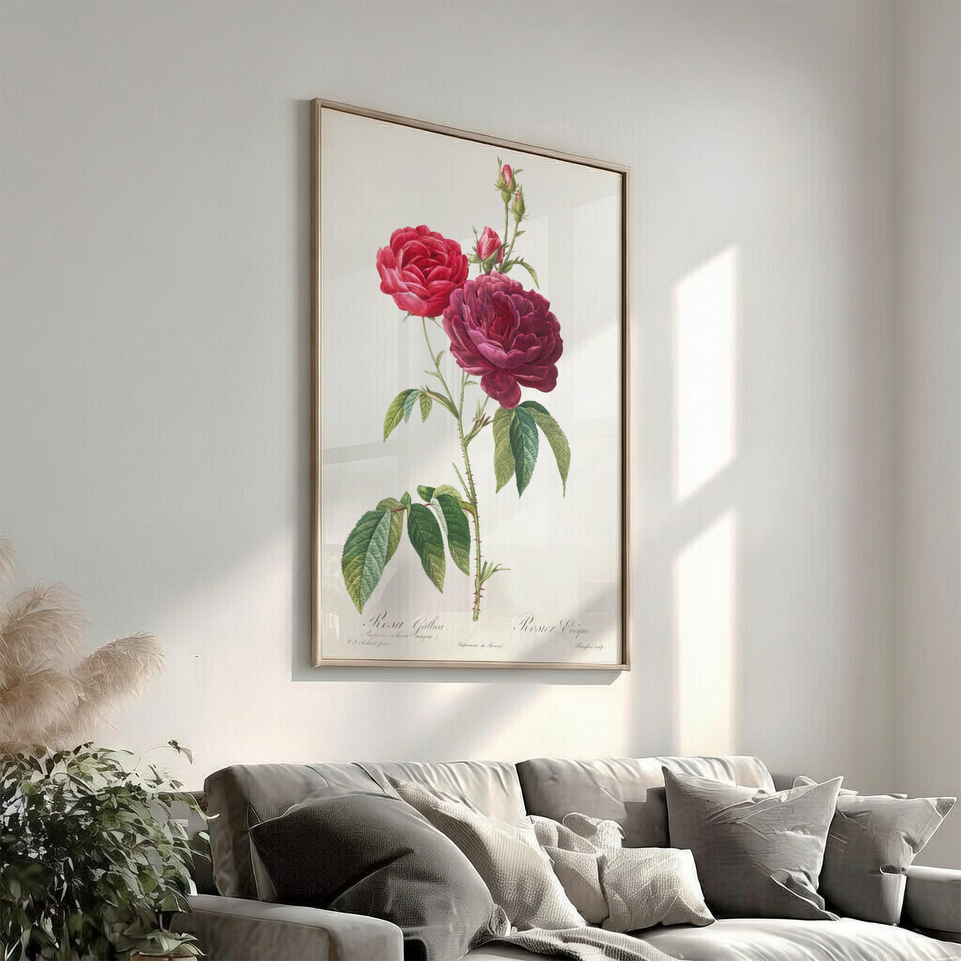 French Rose botanical art poster featuring a detailed illustration of red and purple roses by Pierre-Joseph
