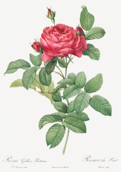 Vintage botanical art poster of Pierre-Joseph Redouté's Rosa gallica pontiana (Bridge Rose) with pink blooms