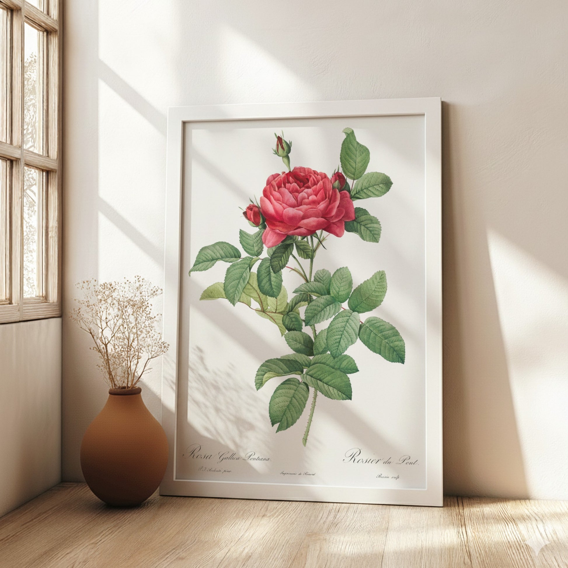 Vintage botanical art poster of Pierre-Joseph Redouté's Rosa gallica pontiana (Bridge Rose) with pink blooms
