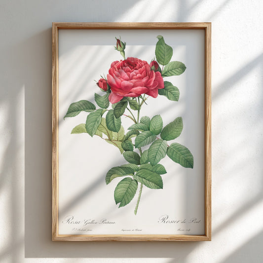 Vintage botanical art poster of Pierre-Joseph Redouté's Rosa gallica pontiana (Bridge Rose) with pink blooms