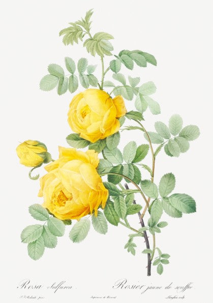 Yellow Rose of Sulfur botanical poster featuring a vintage illustration of yellow roses and green leaves by