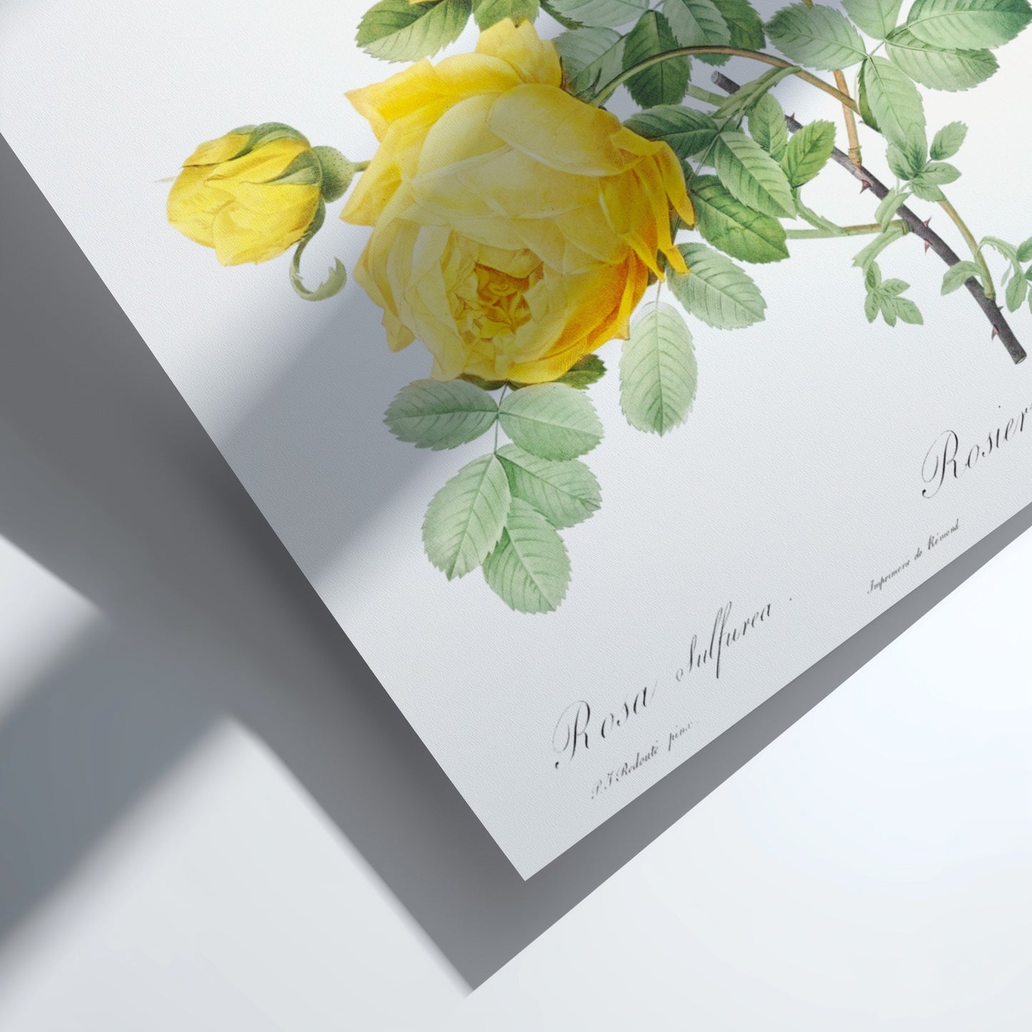 Yellow Rose of Sulfur botanical poster featuring a vintage illustration of yellow roses and green leaves by