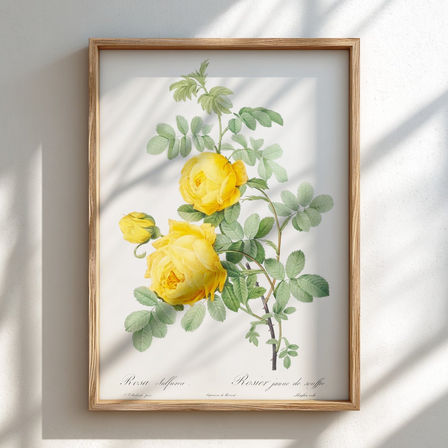 Yellow Rose of Sulfur botanical poster featuring a vintage illustration of yellow roses and green leaves by