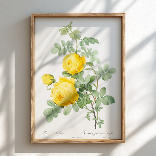 Yellow Rose of Sulfur botanical poster featuring a vintage illustration of yellow roses and green leaves by