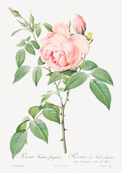 Famous art poster of a pink Fragrant Rosebush by Pierre-Joseph Redouté, vintage botanical illustration.