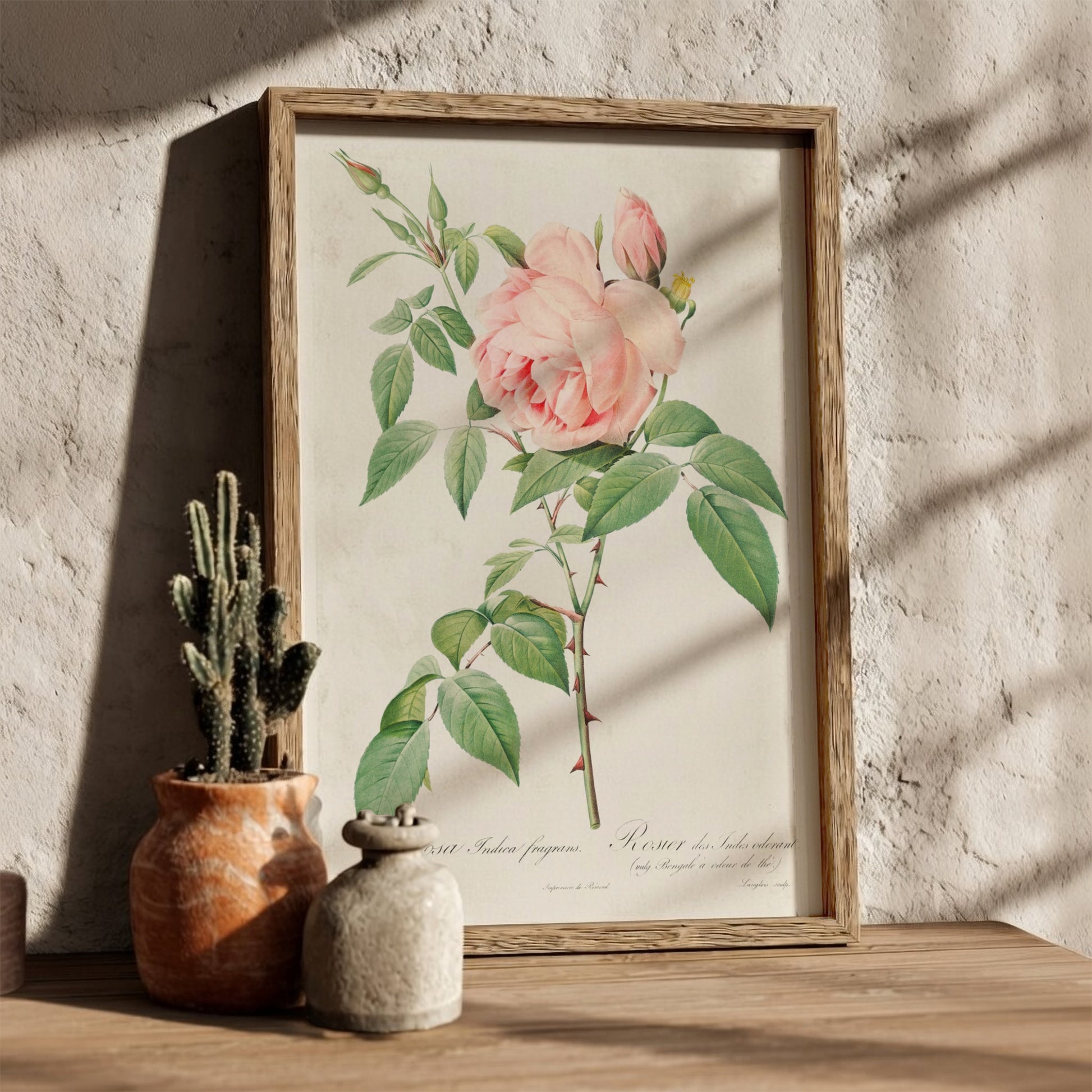 Famous art poster of a pink Fragrant Rosebush by Pierre-Joseph Redouté, vintage botanical illustration.