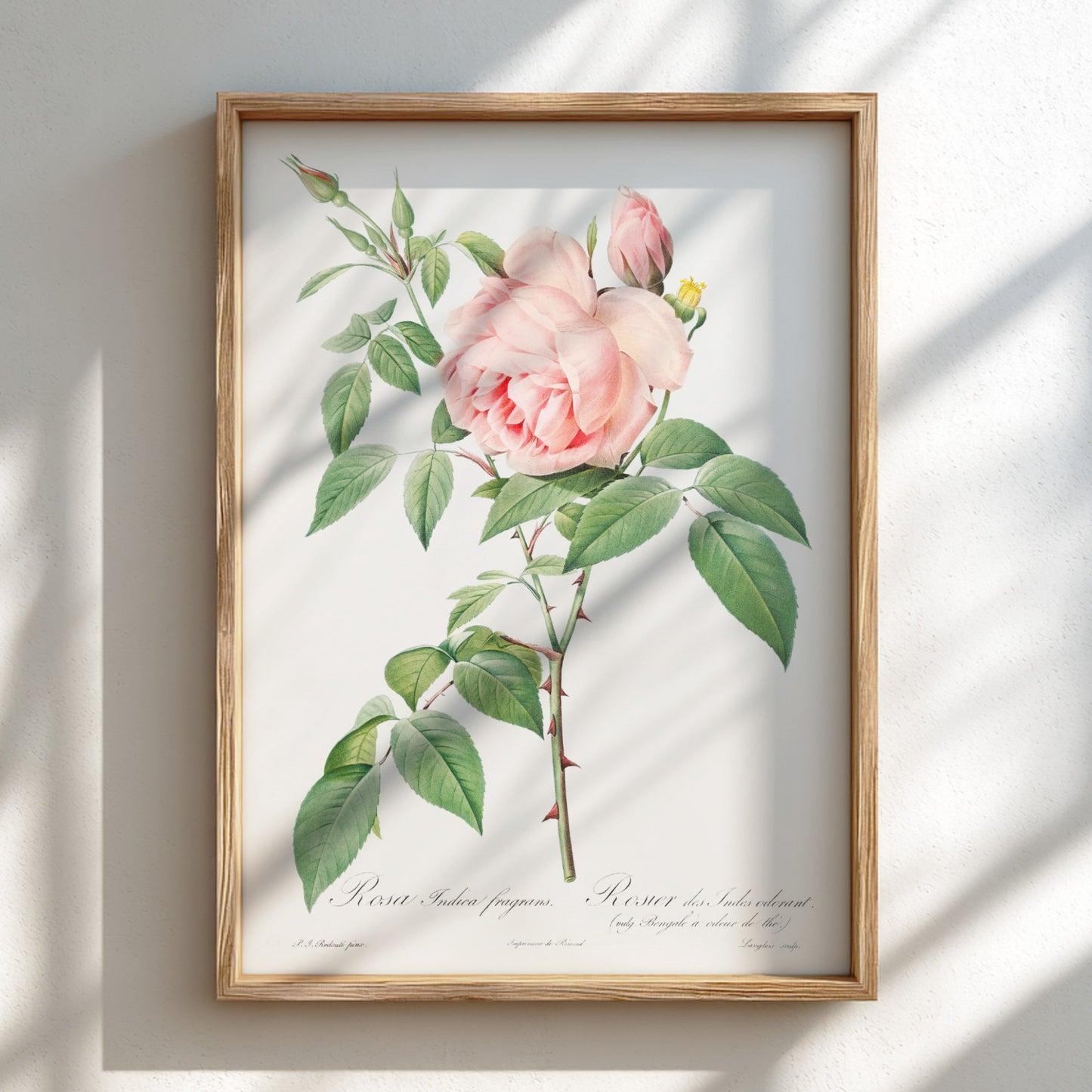Famous art poster of a pink Fragrant Rosebush by Pierre-Joseph Redouté, vintage botanical illustration.