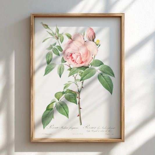 Famous art poster of a pink Fragrant Rosebush by Pierre-Joseph Redouté, vintage botanical illustration.