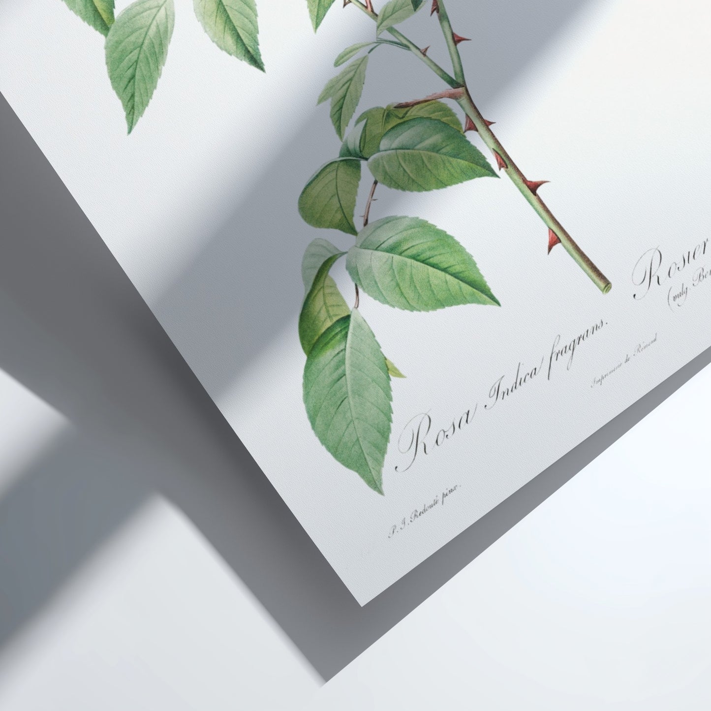 Famous art poster of a pink Fragrant Rosebush by Pierre-Joseph Redouté, vintage botanical illustration.