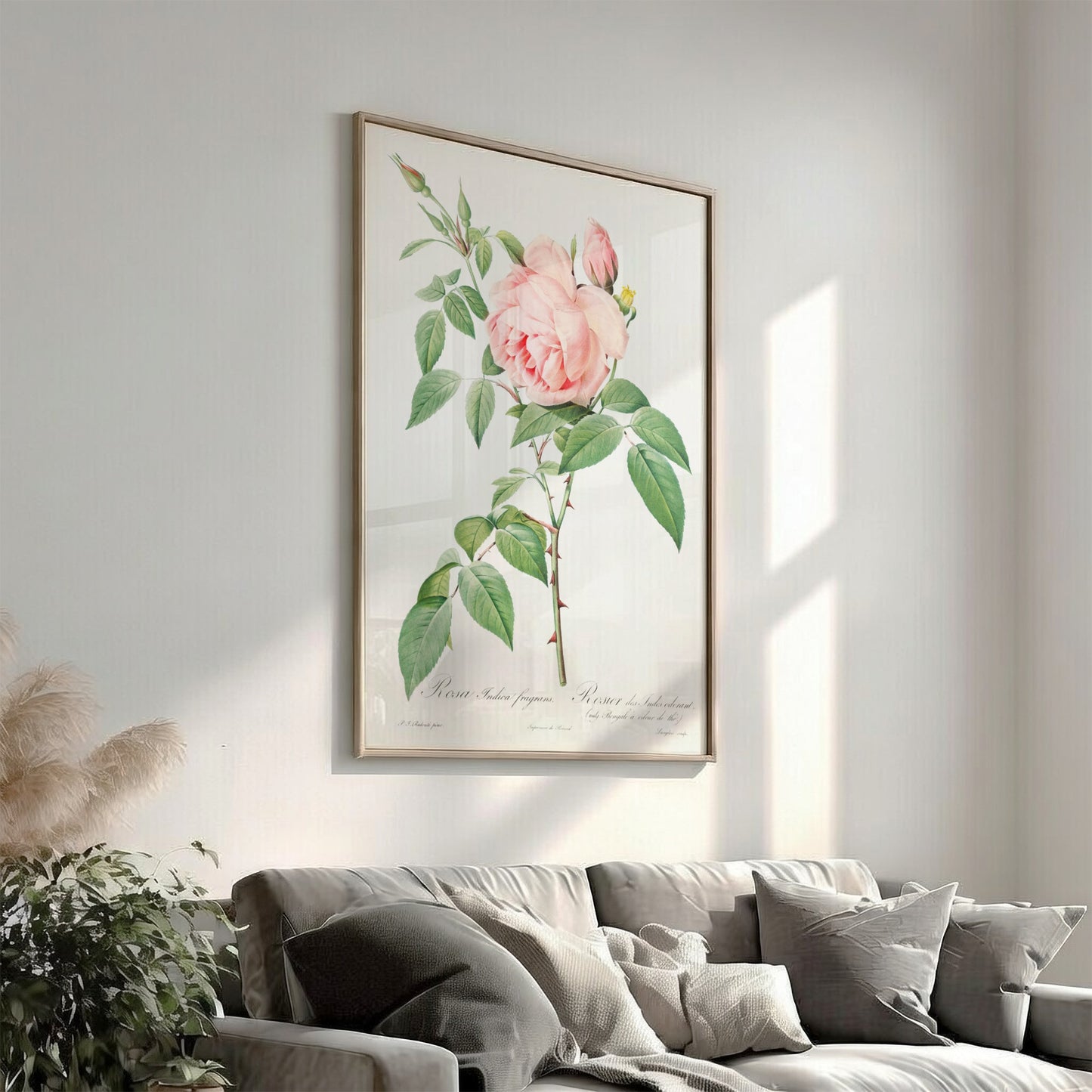 Famous art poster of a pink Fragrant Rosebush by Pierre-Joseph Redouté, vintage botanical illustration.