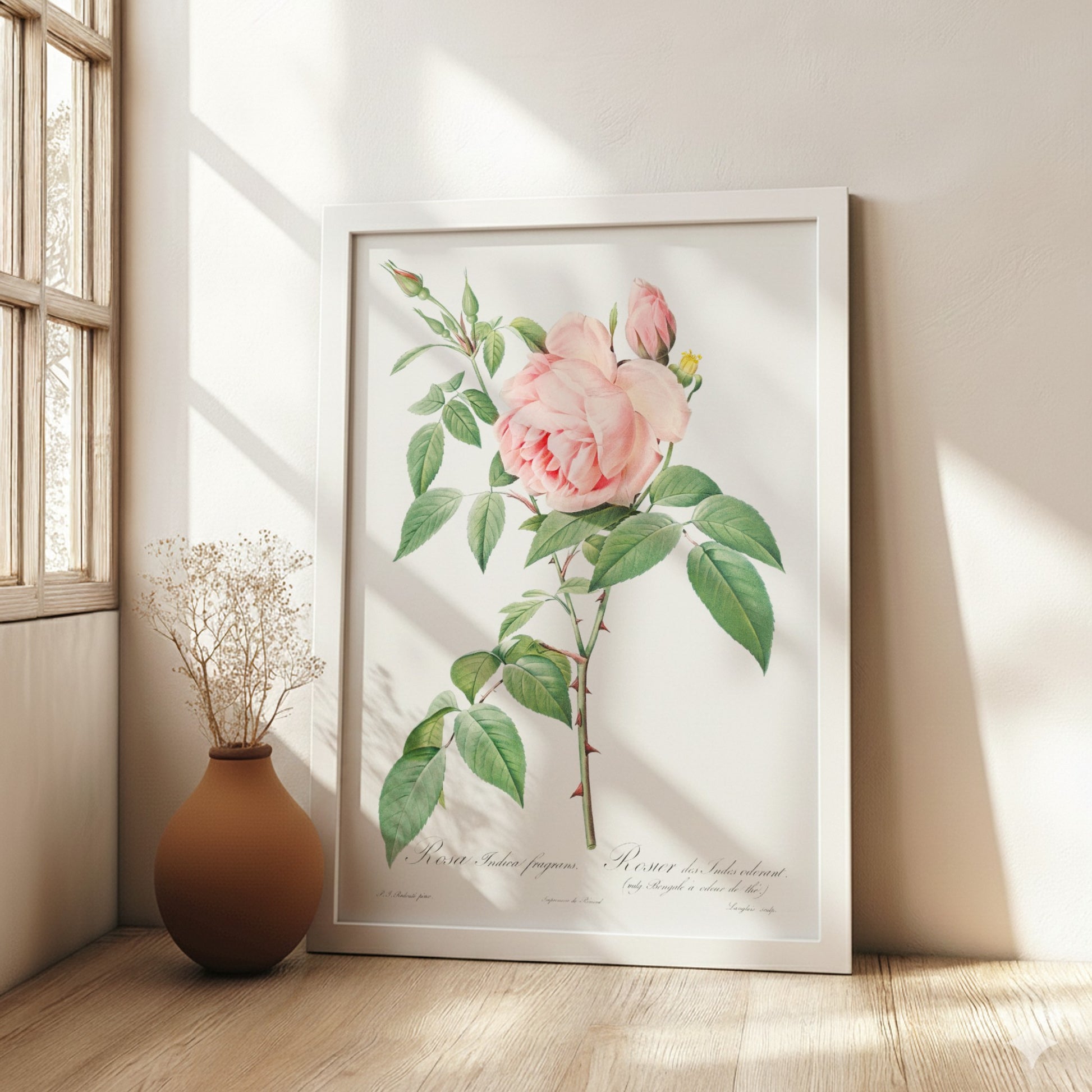 Famous art poster of a pink Fragrant Rosebush by Pierre-Joseph Redouté, vintage botanical illustration.