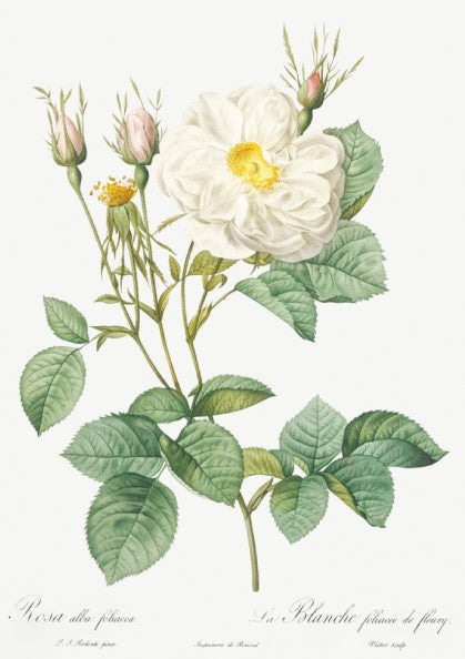 Botanical art poster of a white rose with buds and green leaves, in the style of Pierre-Joseph Redouté.