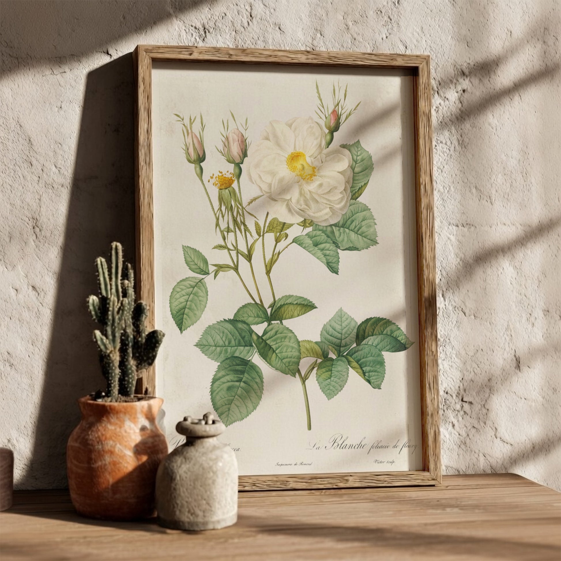 Botanical art poster of a white rose with buds and green leaves, in the style of Pierre-Joseph Redouté.