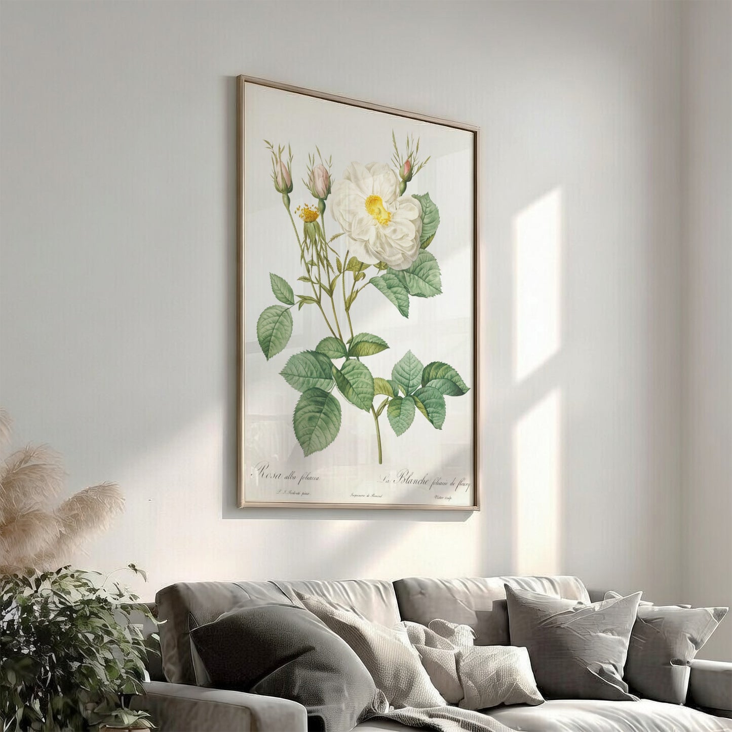 Botanical art poster of a white rose with buds and green leaves, in the style of Pierre-Joseph Redouté.